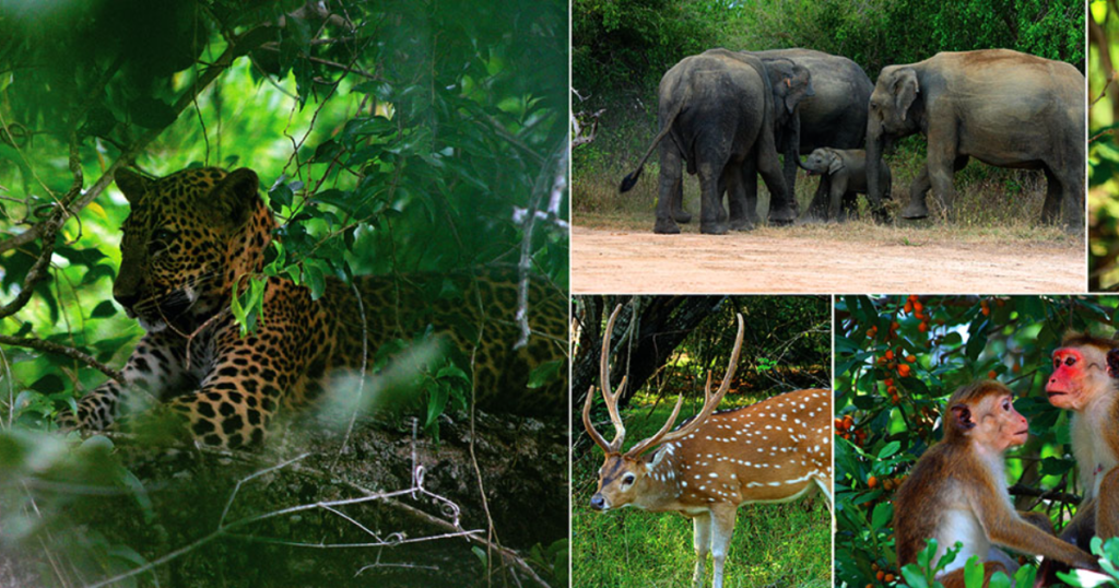 Best time to travel to sri lanka