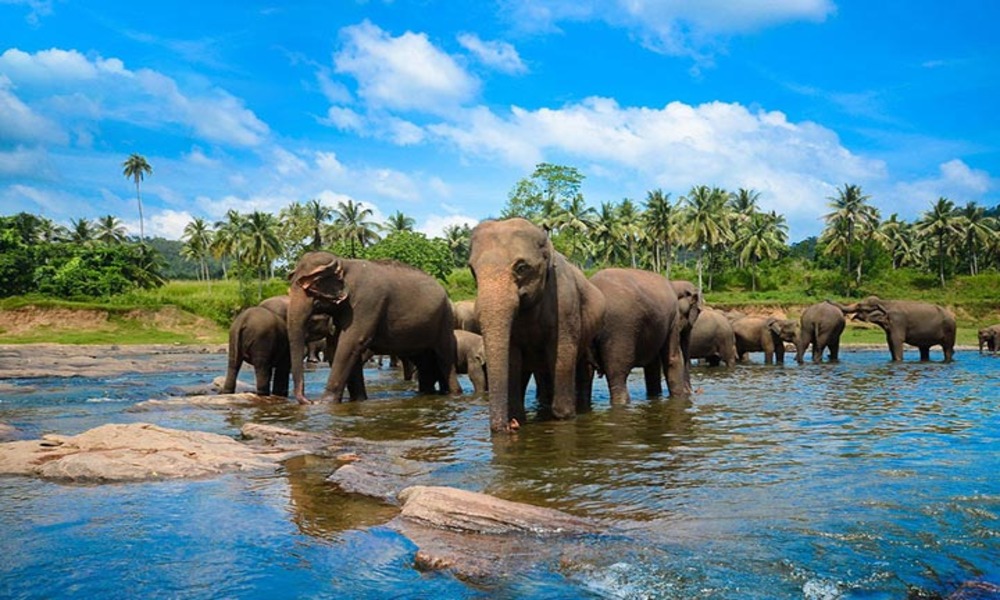 tours and packages in Sri Lanka