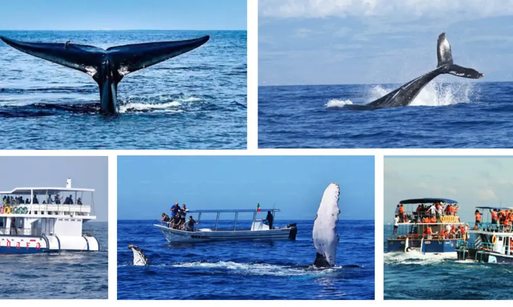 best time to visit sri lanka tourism