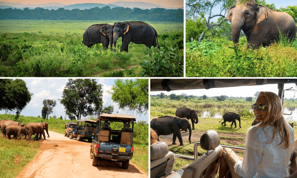 Why Is Tourism Important to Sri Lanka