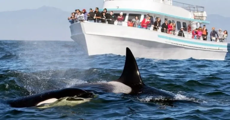 Mirissa Whale Watching Day Tour