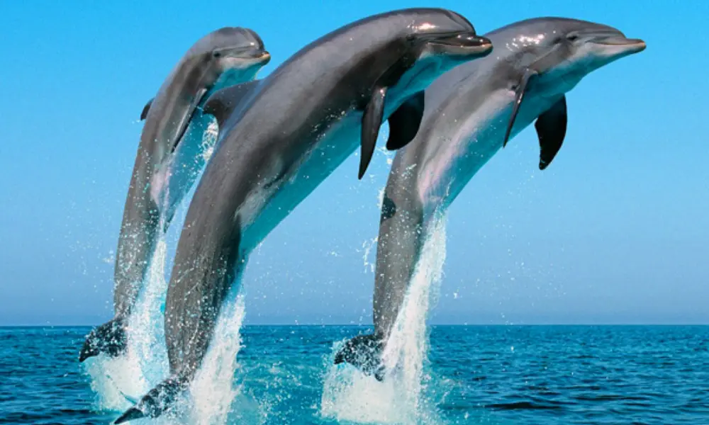 Mirissa Whale Watching Day Tour