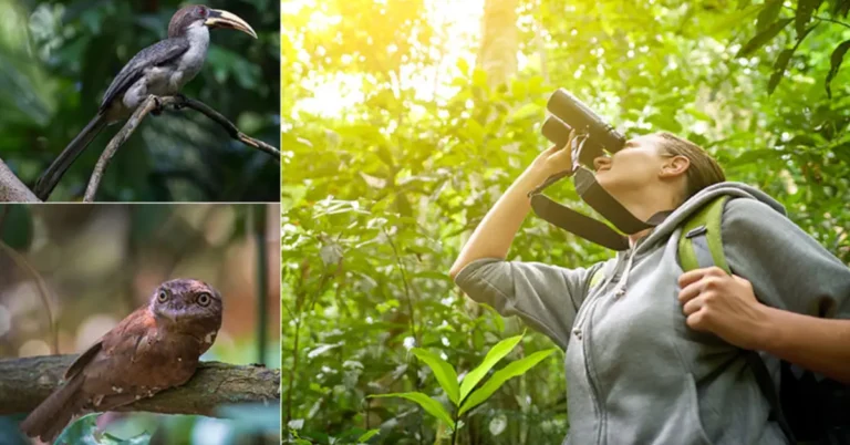 Top Bird Watching Sites in Sri Lanka