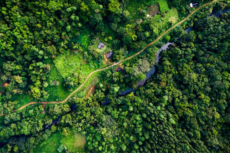 Discover the Forests of Sri Lanka