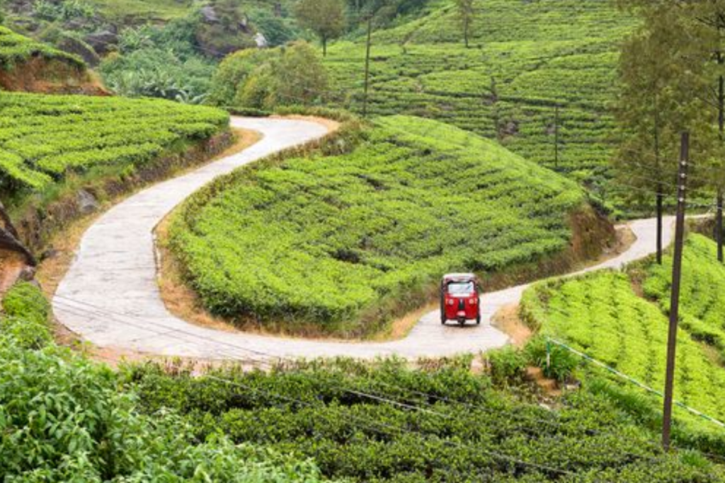 Best Road Trips in Sri Lanka
