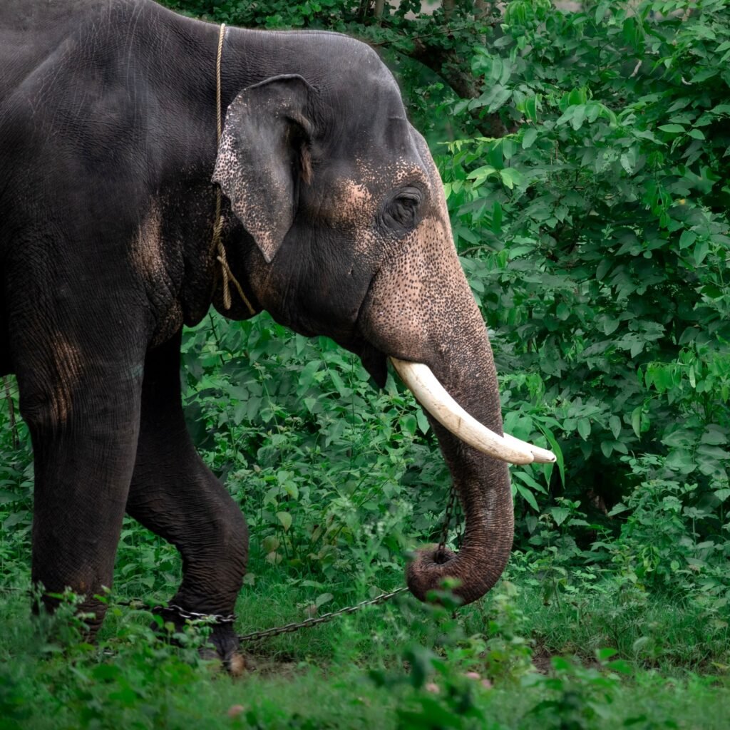 A majestic Asian elephant in the lush greenery of Bandipur, Karnataka, showcasing wildlife in its natural habitat.
