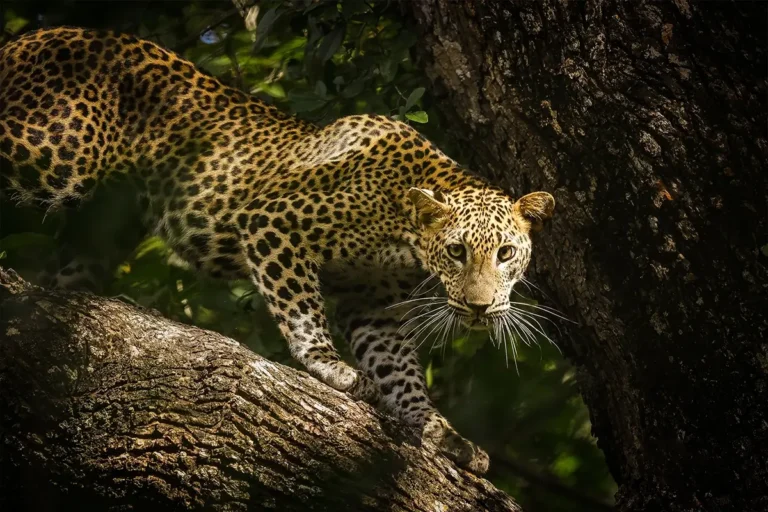 Sri Lanka Safari 2026